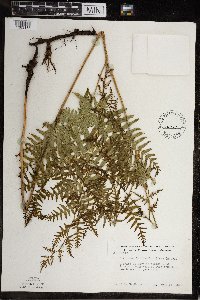 Pteridium aquilinum image