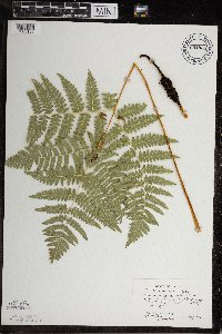 Pteridium aquilinum image