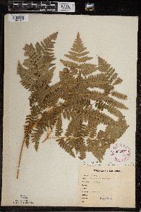 Pteridium aquilinum image