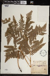 Pteridium aquilinum image