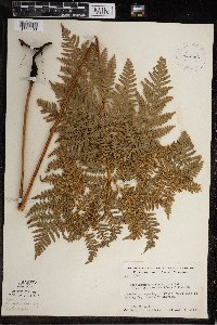 Pteridium aquilinum image