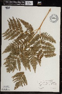Pteridium aquilinum image