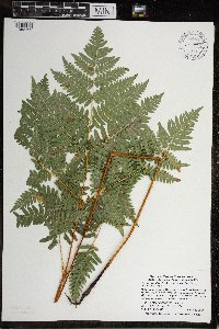 Pteridium aquilinum image