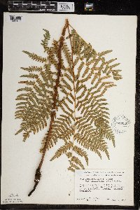 Pteridium aquilinum image
