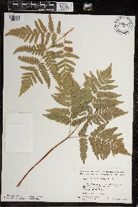 Pteridium aquilinum image