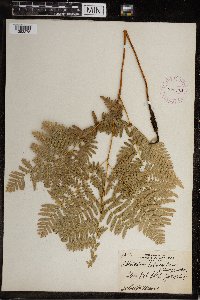 Image Associated With the Occurrence