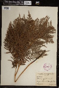 Image Associated With the Occurrence