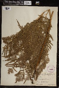 Image Associated With the Occurrence