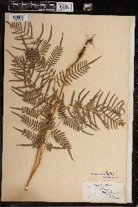 Image Associated With the Occurrence