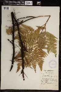 Image Associated With the Occurrence