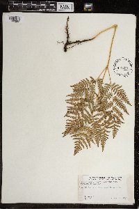 Image Associated With the Occurrence