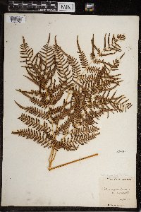 Image Associated With the Occurrence