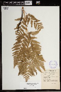 Pteridium aquilinum image