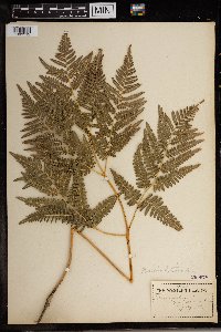 Pteridium aquilinum image