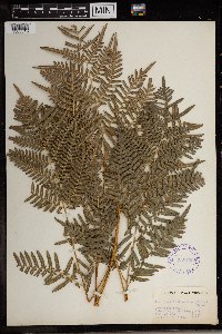 Pteridium aquilinum image