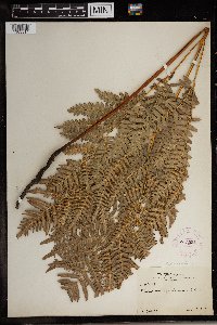 Pteridium aquilinum image