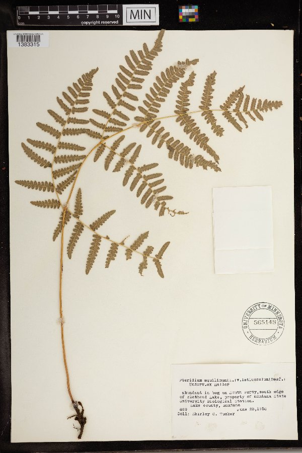 Pteridium aquilinum var. latiusculum image