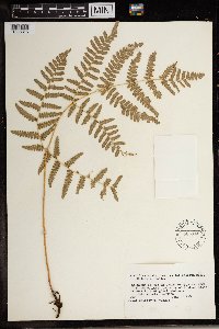 Pteridium aquilinum image