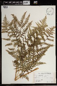Pteridium aquilinum image