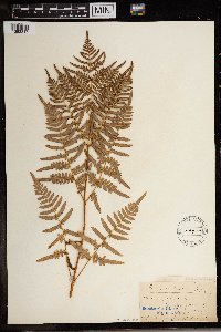 Pteridium aquilinum image