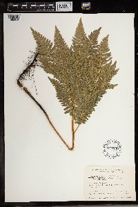 Pteridium aquilinum image