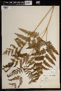 Pteridium aquilinum image