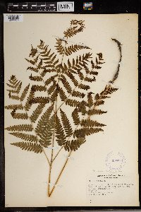 Pteridium aquilinum image