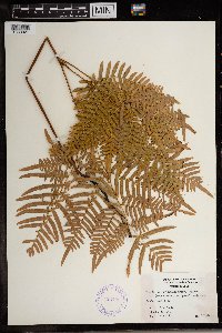 Pteridium aquilinum image