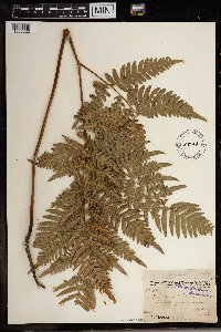 Pteridium aquilinum image