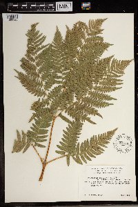 Pteridium aquilinum image