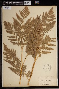 Pteridium aquilinum image