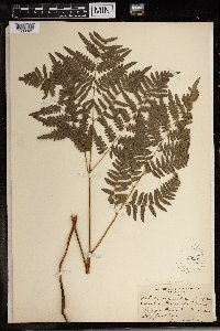 Pteridium aquilinum image