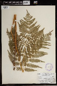 Pteridium aquilinum image