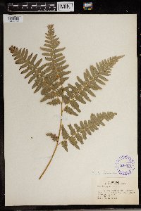 Pteridium aquilinum image