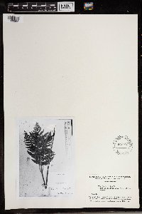 Pteridium aquilinum image