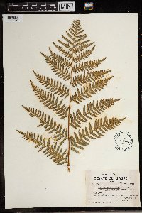 Pteridium aquilinum image