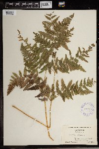 Pteridium aquilinum image