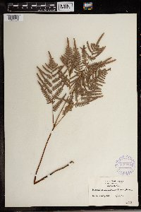 Pteridium aquilinum image