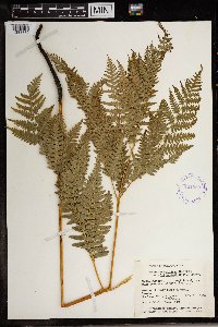 Pteridium aquilinum image