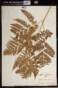 Pteridium aquilinum image