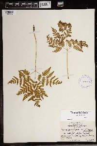 Pteridium aquilinum image