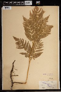 Image Associated With the Occurrence