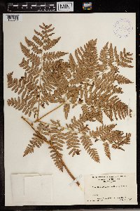 Image Associated With the Occurrence