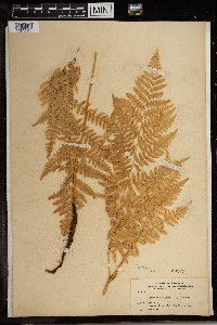 Image Associated With the Occurrence