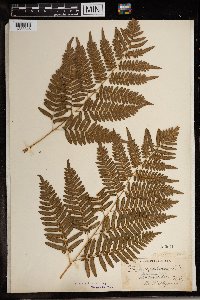 Image Associated With the Occurrence