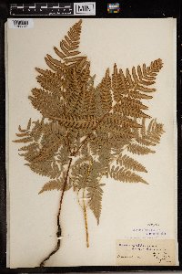 Image Associated With the Occurrence