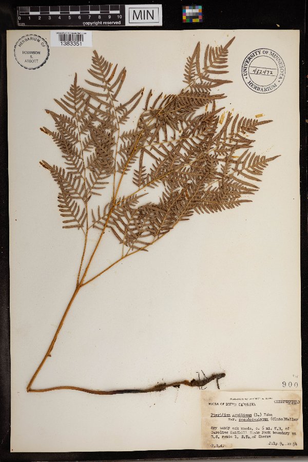 Pteridium aquilinum var. pseudocaudatum image