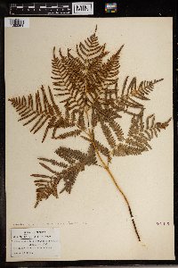 Image Associated With the Occurrence