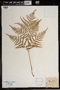 Image Associated With the Occurrence