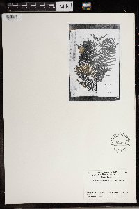 Image Associated With the Occurrence